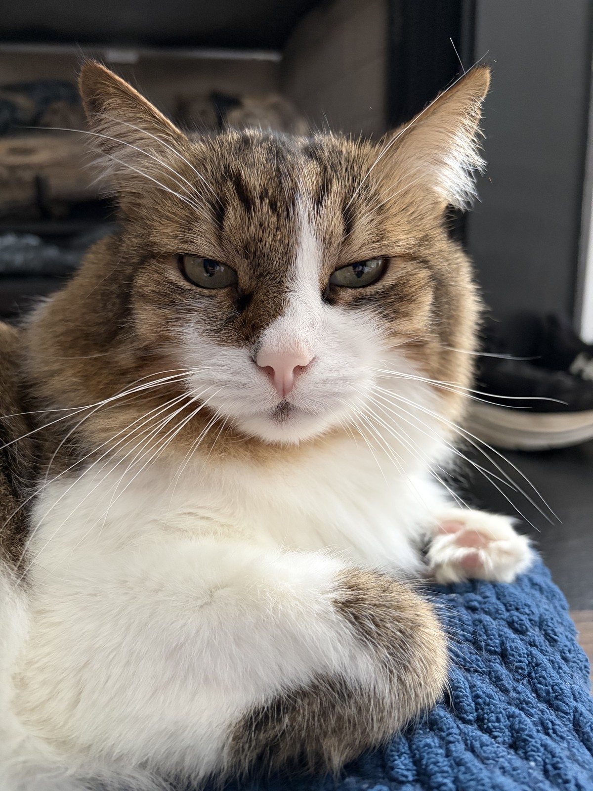 Home Cat AI Surveillance Target