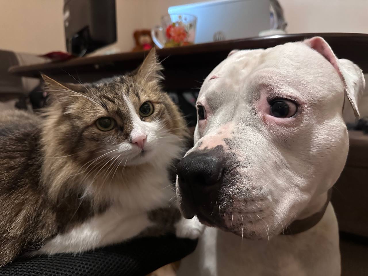 Cat and Dog together